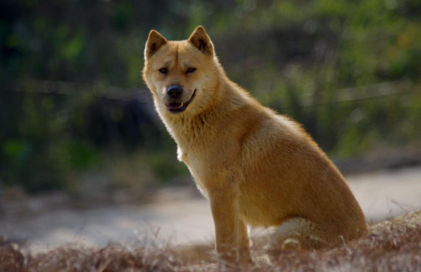 适合女生养的巨型犬霸气