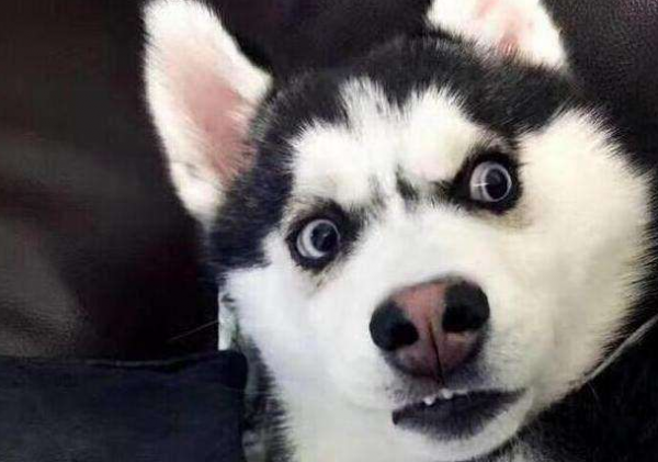 适合女生养的巨型犬霸气