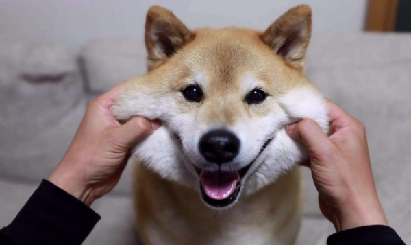 适合女生养的巨型犬霸气