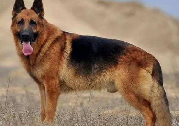 适合女生养的巨型犬霸气