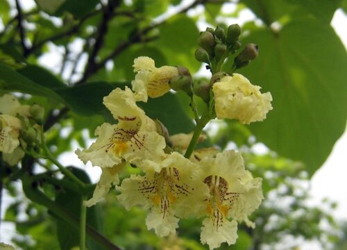 梓树是什么树种