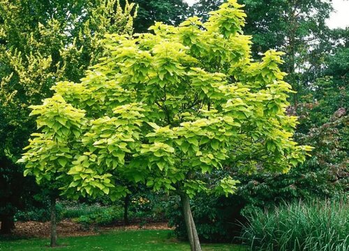 梓树是什么树种