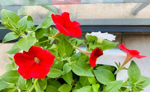 阳台上养什么花和植物好看