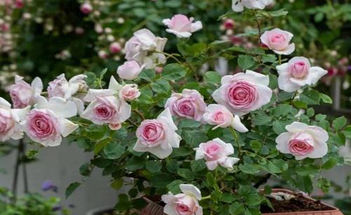 阳台上养什么花和植物好看