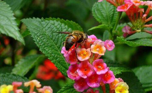 阳台上养什么花和植物好看