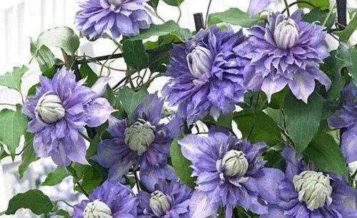 阳台上养什么花和植物好看