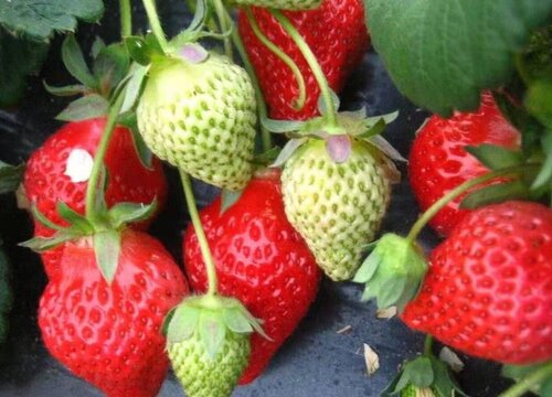 4亩草莓大棚一年能挣多少钱