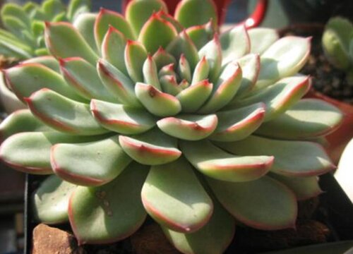 夏天多肉花月夜怎么浇水