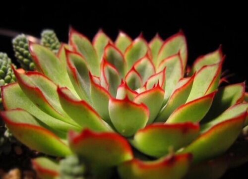 夏天多肉花月夜怎么浇水