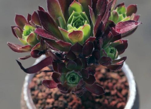 多肉黑法师怎么养叶片黝黑油亮