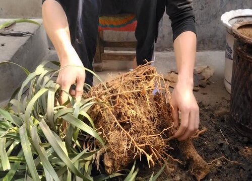 龙血树怎样扦插繁殖