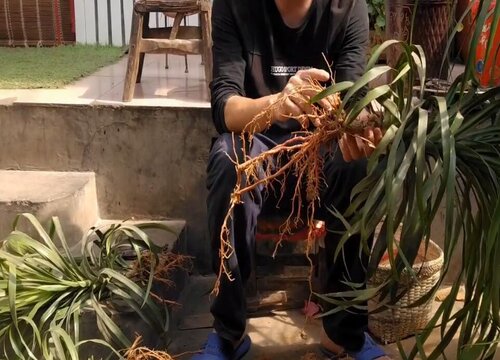 龙血树怎样扦插繁殖