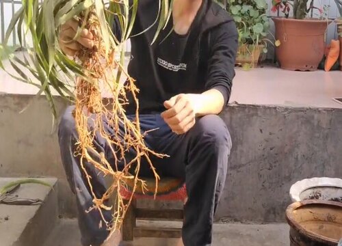 龙血树怎样扦插繁殖