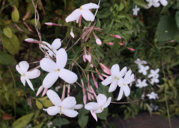 素馨花的功效与作用