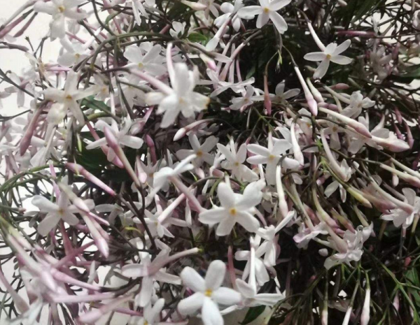 素馨花的功效与作用