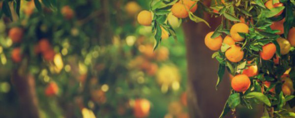 海南适合养什么盆栽果树