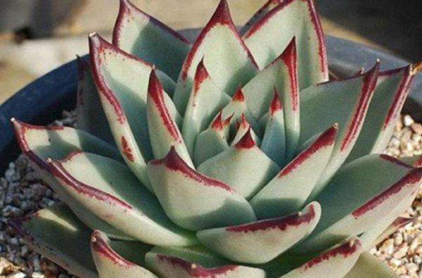 多肉植物花剑要剪掉吗