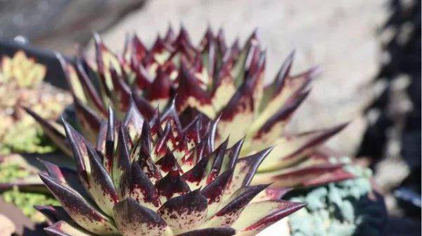 多肉植物花剑要剪掉吗