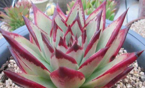 多肉植物花剑要剪掉吗