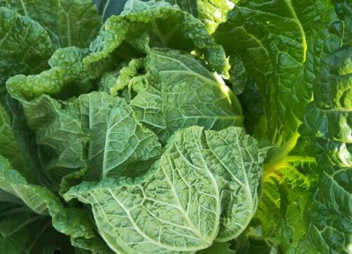 早春适合种什么蔬菜