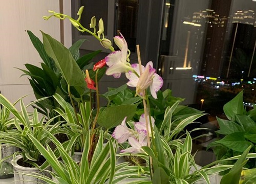 石斛兰长出高芽之后该如何处理