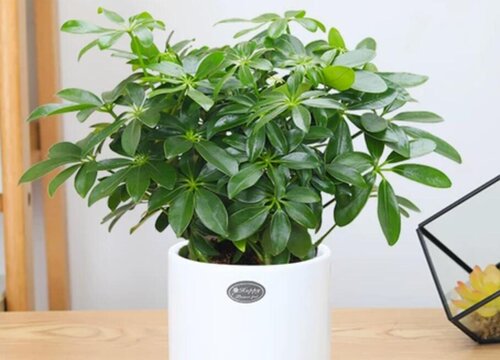 扦插七叶莲的快速生根方法