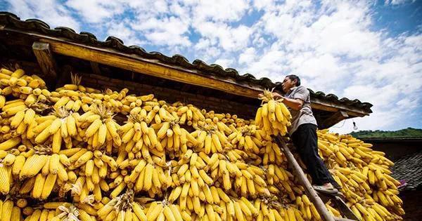 中国粮食储备够吃几年时间