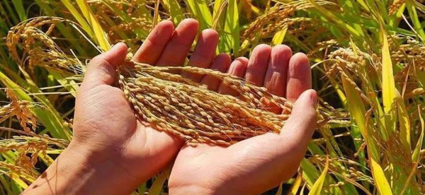 中国粮食储备够吃几年时间