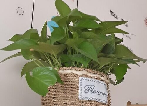 绿萝怎么养才会长得快很茂盛