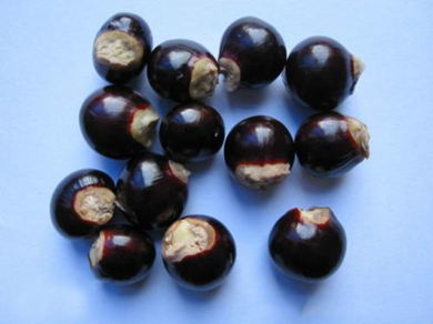 龙眼核的功效与作用