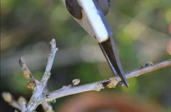 蓝色物语月季花的优缺点