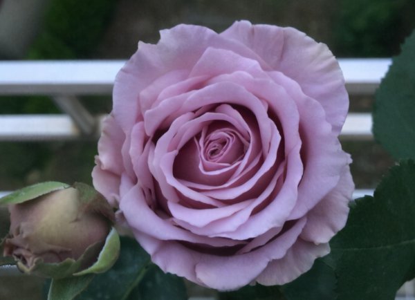 蓝色物语月季花的优缺点