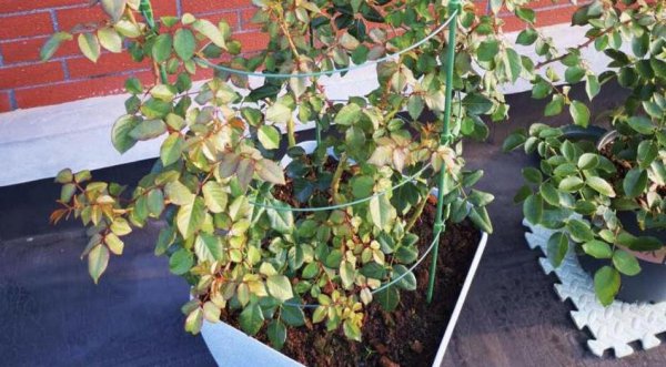 蓝色物语月季花的优缺点