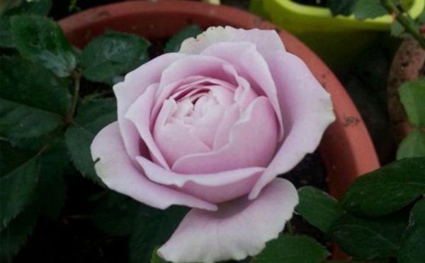 蓝色物语月季花的优缺点