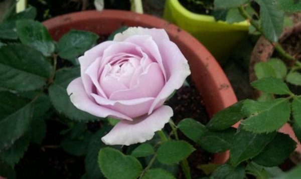 蓝色物语月季花的优缺点