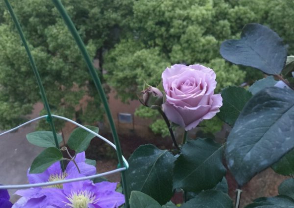 蓝色物语月季花的优缺点