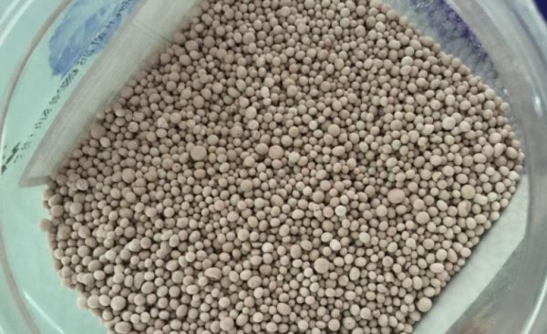 蓝色物语月季花的优缺点