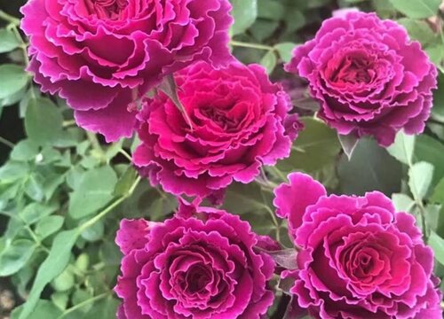 发酵粉养护月季都有哪些好处