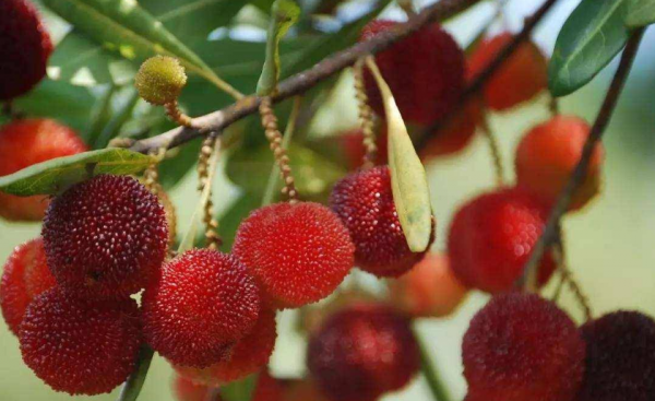 五月份有什么当季水果