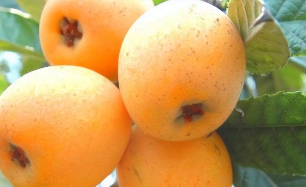 五月份有什么当季水果