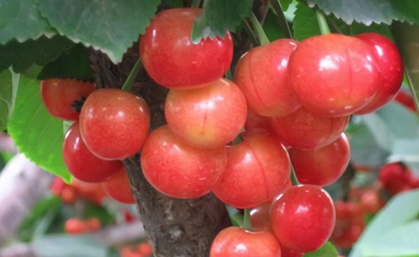 五月份有什么当季水果