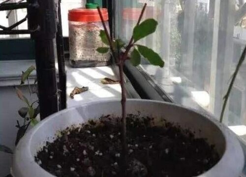 石榴怎么发芽快