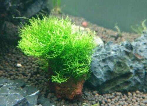 鹿角苔怎么修剪