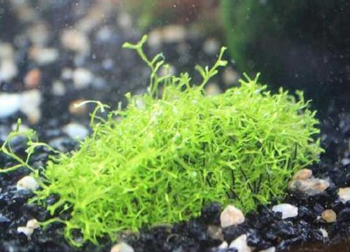 鹿角苔怎么修剪