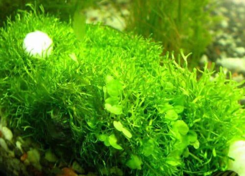 鹿角苔怎么修剪