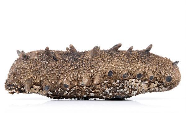 海参怎么鉴别好坏