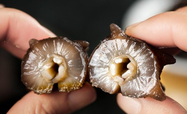 海参怎么鉴别好坏