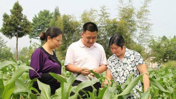 玉米主要病虫害的病症及防治措施