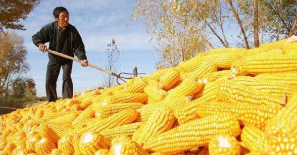 玉米主要病虫害的病症及防治措施