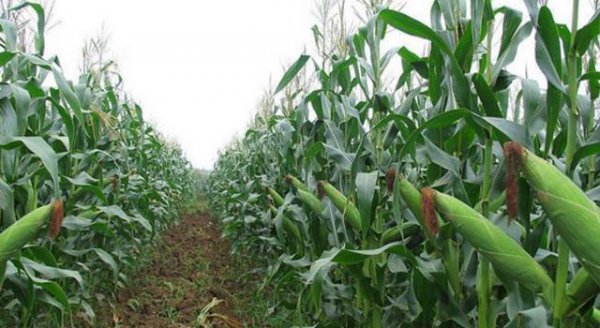 玉米主要病虫害的病症及防治措施